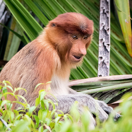Proboscis Monkey. Female -10