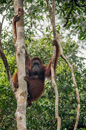 Orangutan, Female -6