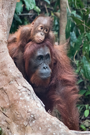 Orangutan, Female and Baby -3