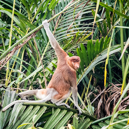 Proboscis Monkey. Female -6