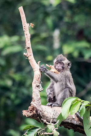 Long Tailed Macaque -2
