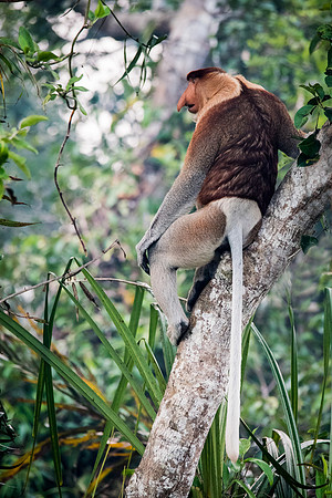 Proboscis Monkey. Male -1