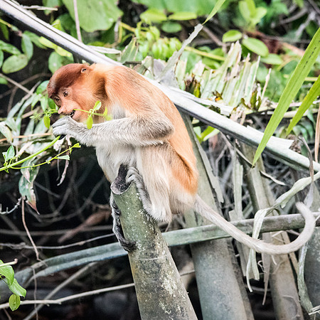 Proboscis Monkey. Female -4