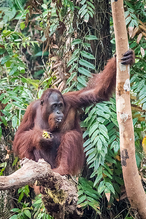 Orangutan, Female. Eating Bananas -1