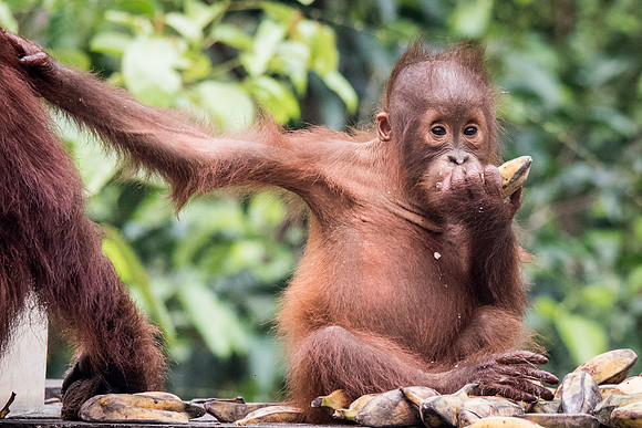 Orangutan,  Baby -2