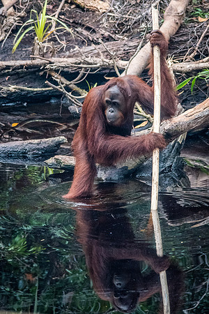 Orangutan, Female. Fishing for Fruit - 2