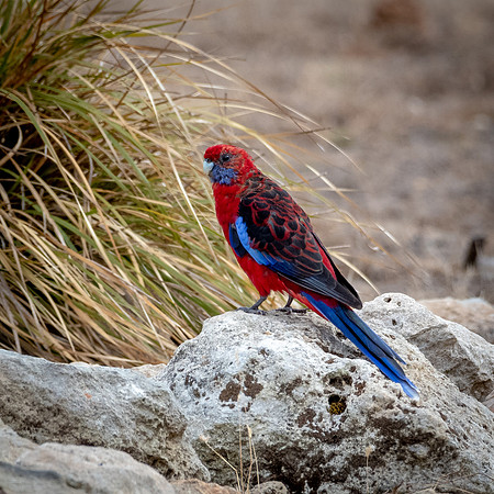 Crimson Rosella -1