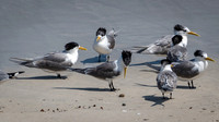Crested Terns -1