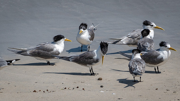 Crested Terns -1