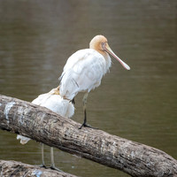 Yellow-billed Spoonbill -2