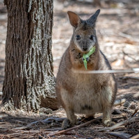 Wallaby Eating Eucalyptus Leaf -2
