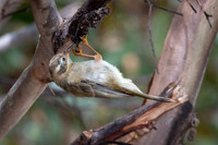 Brown-headed Honeyeater -1