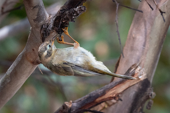 Brown-headed Honeyeater -1