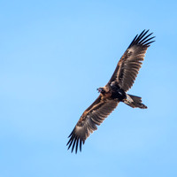Wedge-tailed Eagle