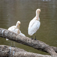 Yellow-billed Spoonbill -1