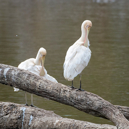 Yellow-billed Spoonbill -1