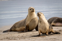 Australian Sea Lion at Seal Bay -5