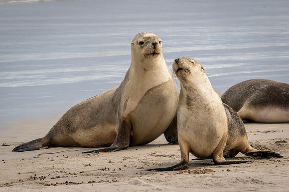 Australian Sea Lion at Seal Bay -5