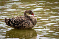 Black Swan (juv)