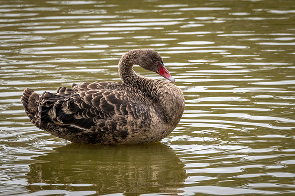 Black Swan (juv)