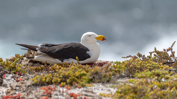Pacific Gull