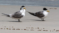 Crested Terns -2