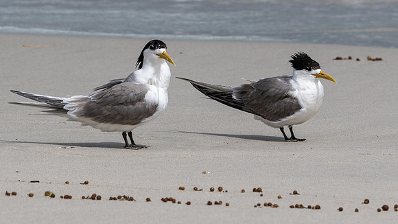 Crested Terns -2