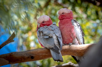 Gallah -2