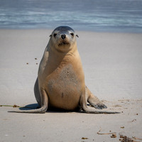 Australian Sea Lion at Seal Bay -3