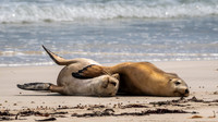 Australian Sea Lion at Seal Bay -7