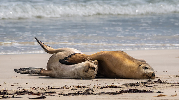 Australian Sea Lion at Seal Bay -7