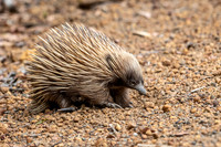 Echidna -3