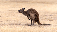 Eastern Kangaroo