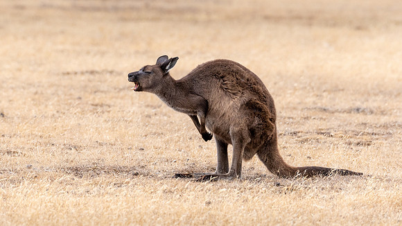 Eastern Kangaroo