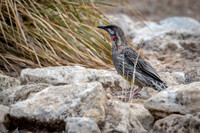 Red Wattlebird