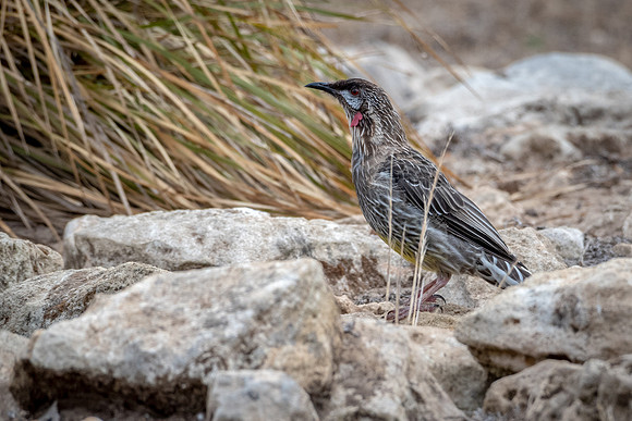 Red Wattlebird