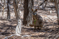 Wallaby Eating Eucalyptus Leaf -1