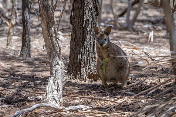 Wallaby Eating Eucalyptus Leaf -1