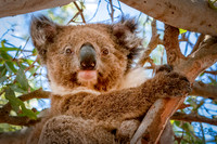 Koala -2