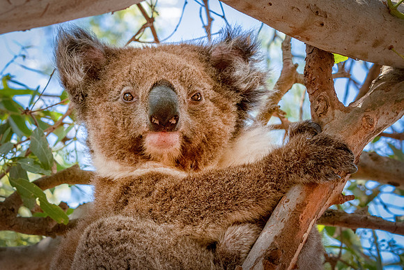 Koala -2