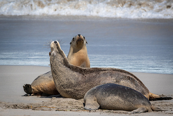 Australian Sea Lion at Seal Bay -2