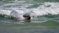 Australian Sea Lion at Seal Bay -8