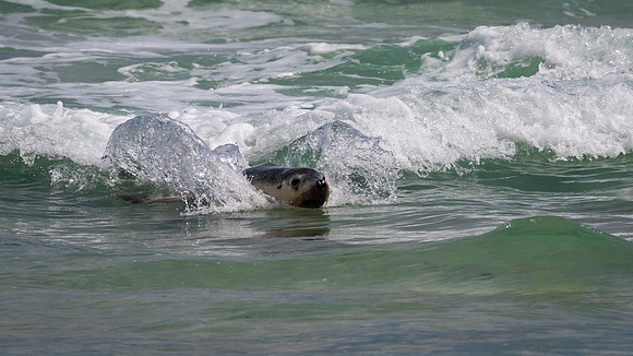 Australian Sea Lion at Seal Bay -8