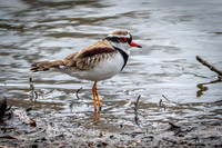 Double-banded Plover