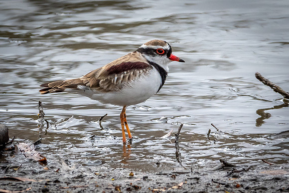 Double-banded Plover
