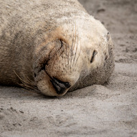 Australian Sea Lion at Seal Bay -4