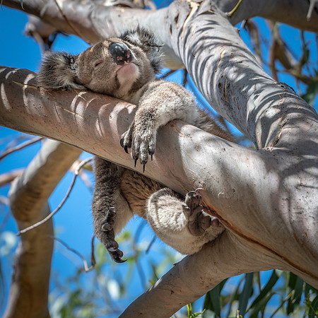 Koala -4