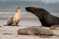 Australian Sea Lion at Seal Bay -6