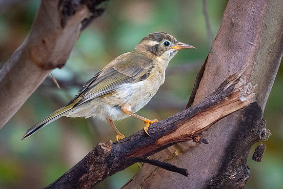 Brown-headed Honeyeater -2