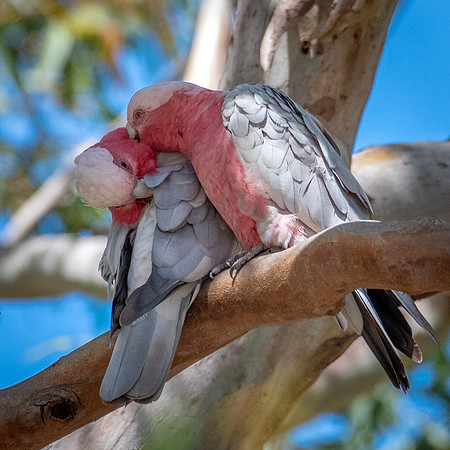 Gallah -1